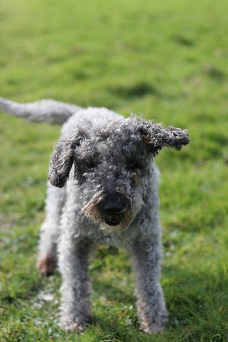 https://images.dog.ceo/breeds/terrier-bedlington/n02093647_3079.jpg