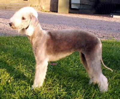 https://images.dog.ceo/breeds/terrier-bedlington/n02093647_3114.jpg