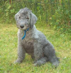 https://images.dog.ceo/breeds/terrier-bedlington/n02093647_3129.jpg