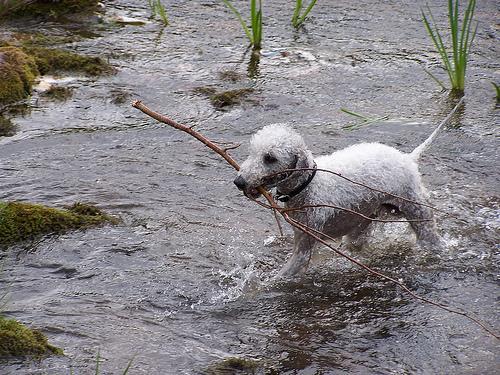 https://images.dog.ceo/breeds/terrier-bedlington/n02093647_3154.jpg