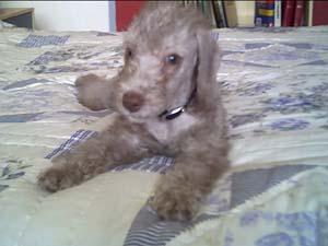 https://images.dog.ceo/breeds/terrier-bedlington/n02093647_316.jpg