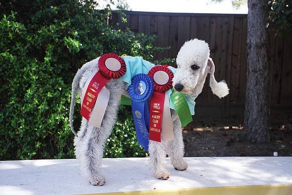 https://images.dog.ceo/breeds/terrier-bedlington/n02093647_3166.jpg