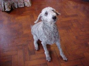 https://images.dog.ceo/breeds/terrier-bedlington/n02093647_3169.jpg