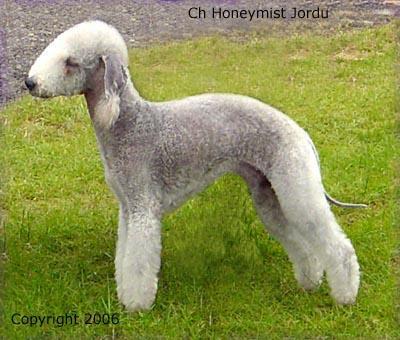 https://images.dog.ceo/breeds/terrier-bedlington/n02093647_3192.jpg