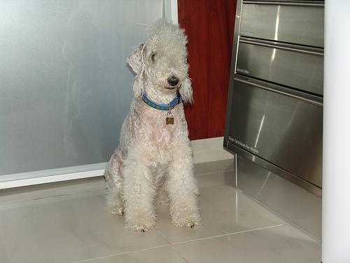 https://images.dog.ceo/breeds/terrier-bedlington/n02093647_3219.jpg