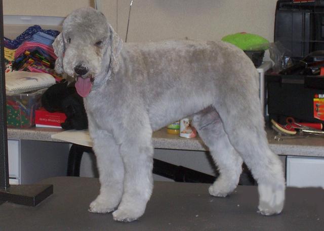 https://images.dog.ceo/breeds/terrier-bedlington/n02093647_322.jpg