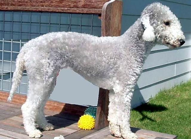 https://images.dog.ceo/breeds/terrier-bedlington/n02093647_3232.jpg