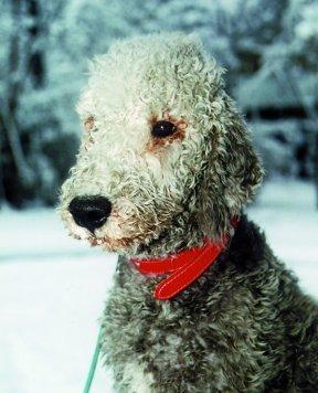 https://images.dog.ceo/breeds/terrier-bedlington/n02093647_3235.jpg