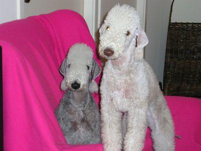 https://images.dog.ceo/breeds/terrier-bedlington/n02093647_3291.jpg