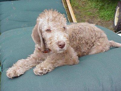 https://images.dog.ceo/breeds/terrier-bedlington/n02093647_3335.jpg