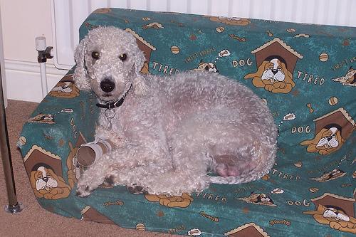 https://images.dog.ceo/breeds/terrier-bedlington/n02093647_3356.jpg