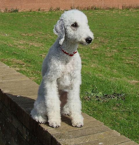 https://images.dog.ceo/breeds/terrier-bedlington/n02093647_3414.jpg