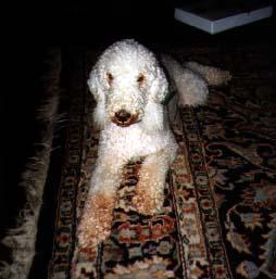 https://images.dog.ceo/breeds/terrier-bedlington/n02093647_3464.jpg