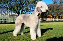 https://images.dog.ceo/breeds/terrier-bedlington/n02093647_3473.jpg