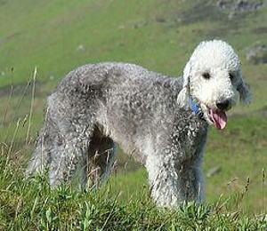 https://images.dog.ceo/breeds/terrier-bedlington/n02093647_3543.jpg