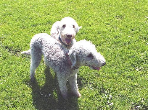 https://images.dog.ceo/breeds/terrier-bedlington/n02093647_356.jpg