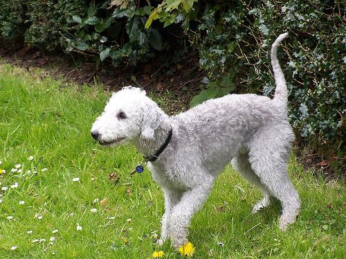 https://images.dog.ceo/breeds/terrier-bedlington/n02093647_3582.jpg