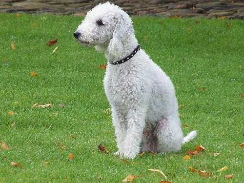 https://images.dog.ceo/breeds/terrier-bedlington/n02093647_3594.jpg