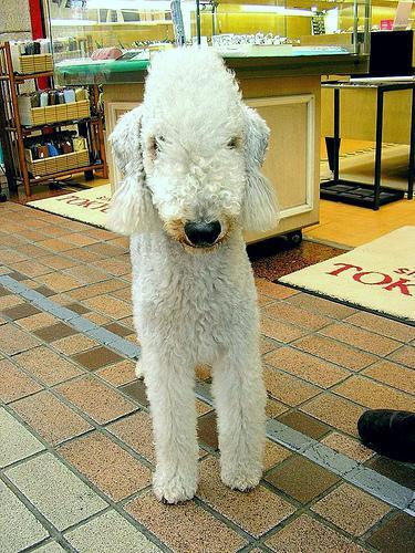 https://images.dog.ceo/breeds/terrier-bedlington/n02093647_490.jpg