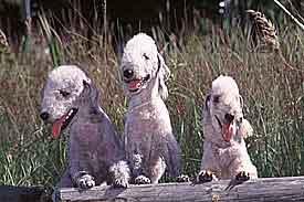 https://images.dog.ceo/breeds/terrier-bedlington/n02093647_502.jpg