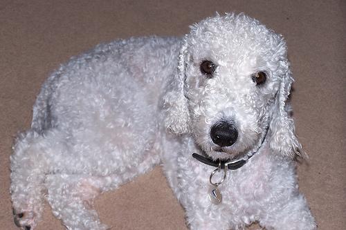 https://images.dog.ceo/breeds/terrier-bedlington/n02093647_541.jpg