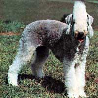 https://images.dog.ceo/breeds/terrier-bedlington/n02093647_630.jpg