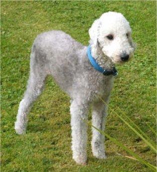 https://images.dog.ceo/breeds/terrier-bedlington/n02093647_655.jpg