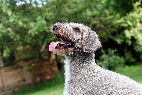 https://images.dog.ceo/breeds/terrier-bedlington/n02093647_665.jpg