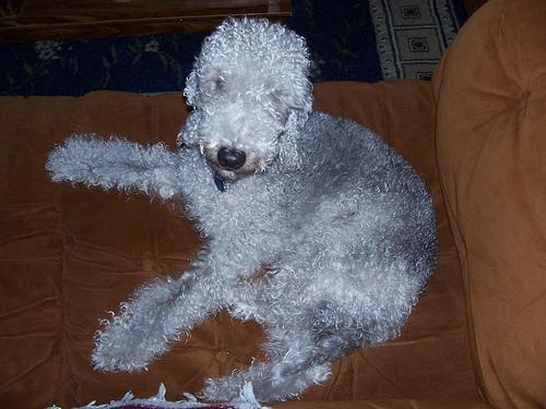 https://images.dog.ceo/breeds/terrier-bedlington/n02093647_680.jpg