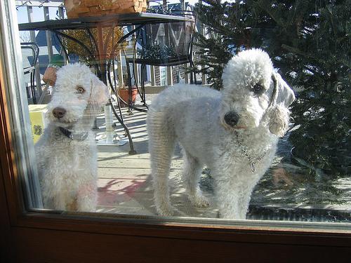 https://images.dog.ceo/breeds/terrier-bedlington/n02093647_684.jpg