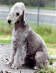 https://images.dog.ceo/breeds/terrier-bedlington/n02093647_721.jpg