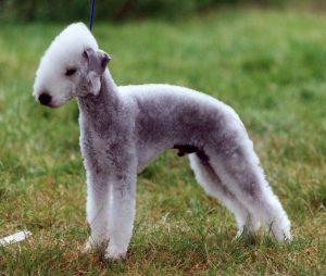 https://images.dog.ceo/breeds/terrier-bedlington/n02093647_768.jpg