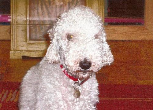 https://images.dog.ceo/breeds/terrier-bedlington/n02093647_79.jpg