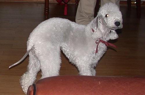 https://images.dog.ceo/breeds/terrier-bedlington/n02093647_904.jpg