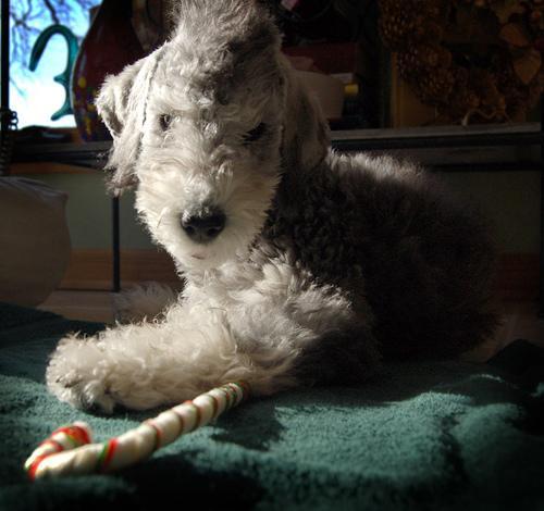 https://images.dog.ceo/breeds/terrier-bedlington/n02093647_933.jpg