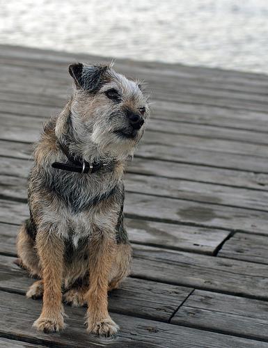 https://images.dog.ceo/breeds/terrier-border/n02093754_2453.jpg