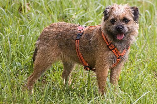 https://images.dog.ceo/breeds/terrier-border/n02093754_4374.jpg