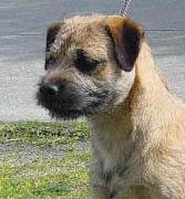 https://images.dog.ceo/breeds/terrier-border/n02093754_4669.jpg