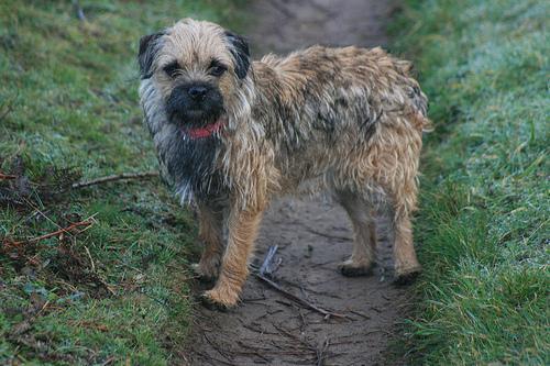 https://images.dog.ceo/breeds/terrier-border/n02093754_476.jpg