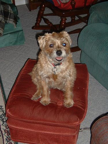 https://images.dog.ceo/breeds/terrier-border/n02093754_5971.jpg