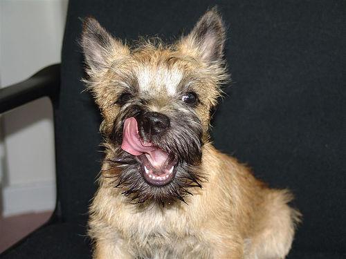 https://images.dog.ceo/breeds/terrier-cairn/n02096177_10093.jpg