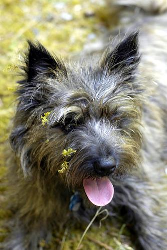 https://images.dog.ceo/breeds/terrier-cairn/n02096177_10333.jpg