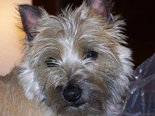 https://images.dog.ceo/breeds/terrier-cairn/n02096177_10698.jpg