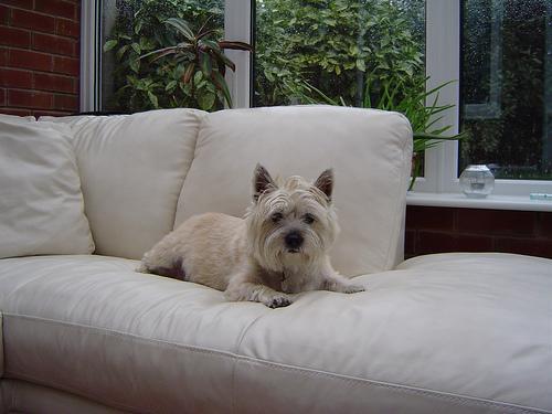 https://images.dog.ceo/breeds/terrier-cairn/n02096177_11012.jpg