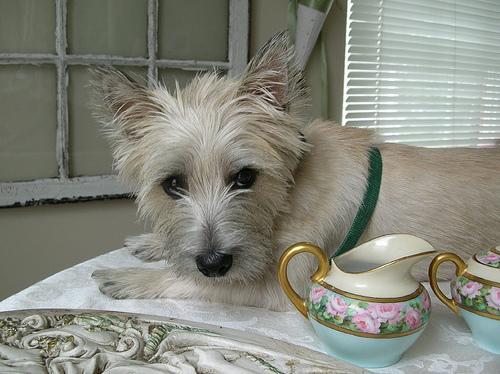 https://images.dog.ceo/breeds/terrier-cairn/n02096177_11135.jpg