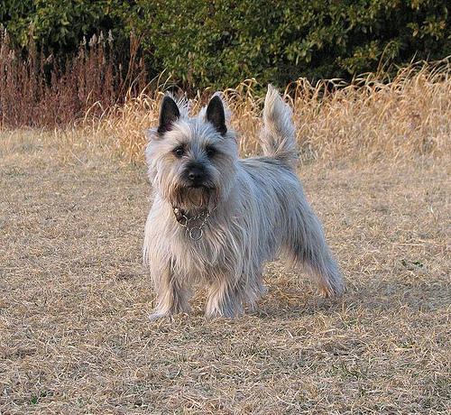 https://images.dog.ceo/breeds/terrier-cairn/n02096177_1171.jpg