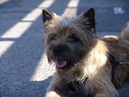 https://images.dog.ceo/breeds/terrier-cairn/n02096177_11780.jpg