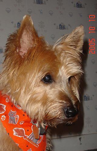 https://images.dog.ceo/breeds/terrier-cairn/n02096177_1207.jpg