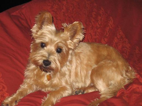 https://images.dog.ceo/breeds/terrier-cairn/n02096177_12103.jpg