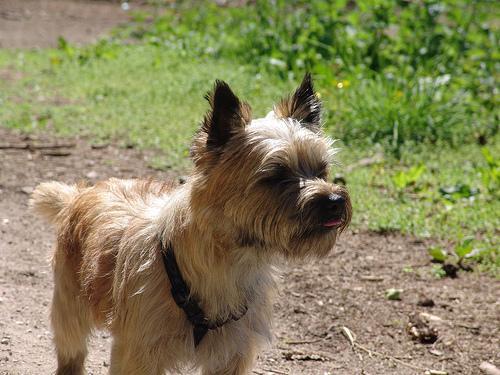 https://images.dog.ceo/breeds/terrier-cairn/n02096177_12360.jpg